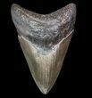 Fossil Megalodon Tooth - Georgia #78076-1